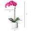 Arrangement floral orchidée en pot-70050663
