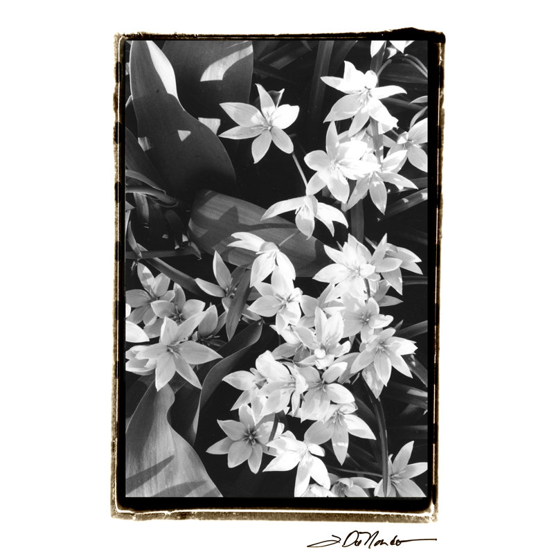 Springtime Garden VII - Wrapped Canvas Art Prints, 122cm H x 81cm W x 3.8cm D
