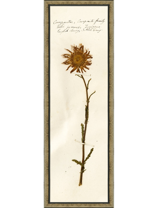 Pressed Botanical 25 Print