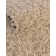 Santosha Shag Rug