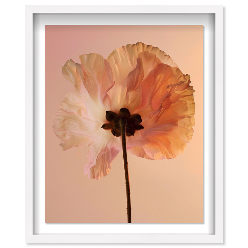 Amber Radiance II Shadowbox Floral & Botanical Print by Oliver Gal, Black Frame, 16 x 20, 21.5"H x 25.5"W, White Shadowbox