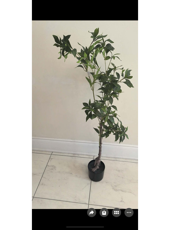 Japanese Pieris Tree, 48" H x 5" W