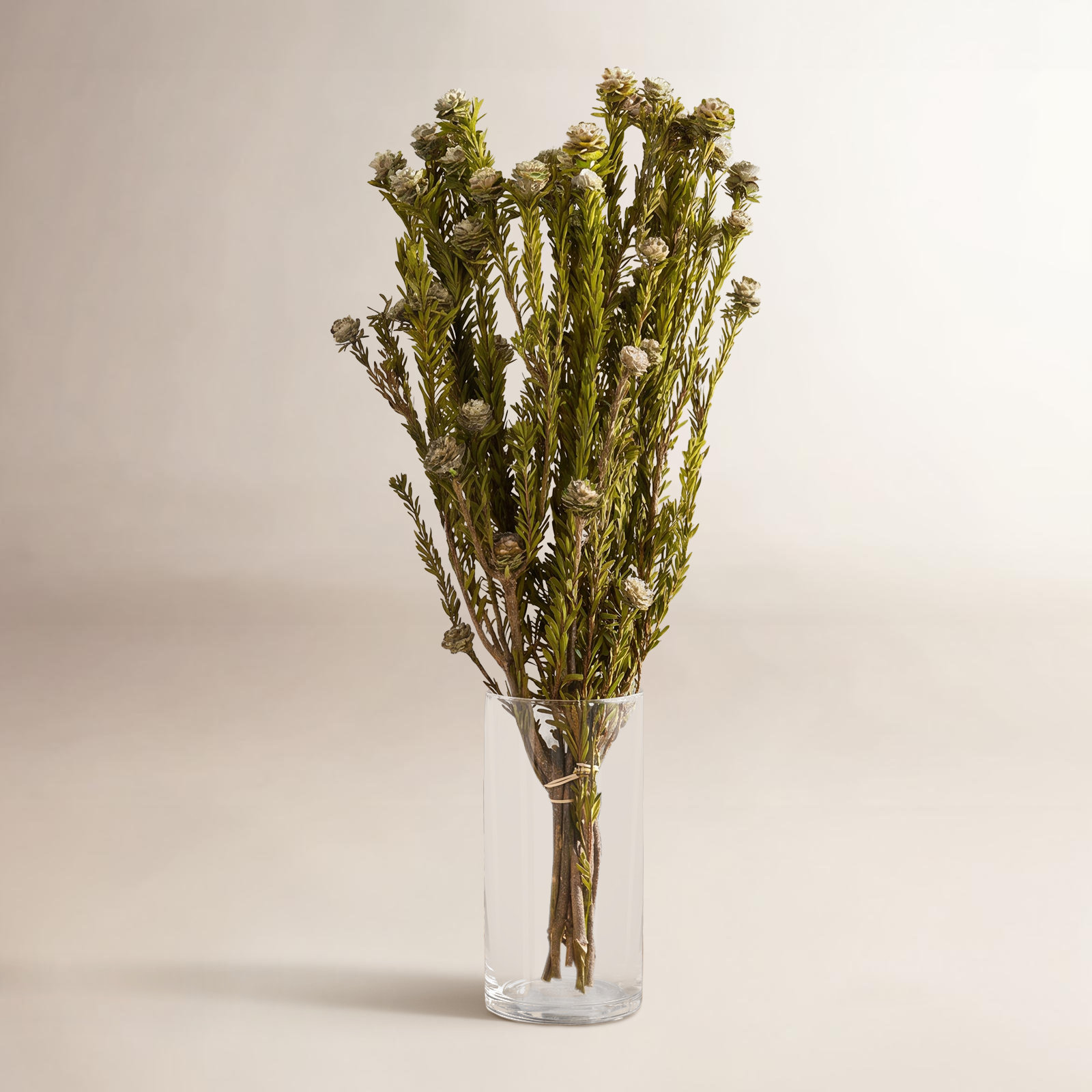 Preserved Tortum Stems, White