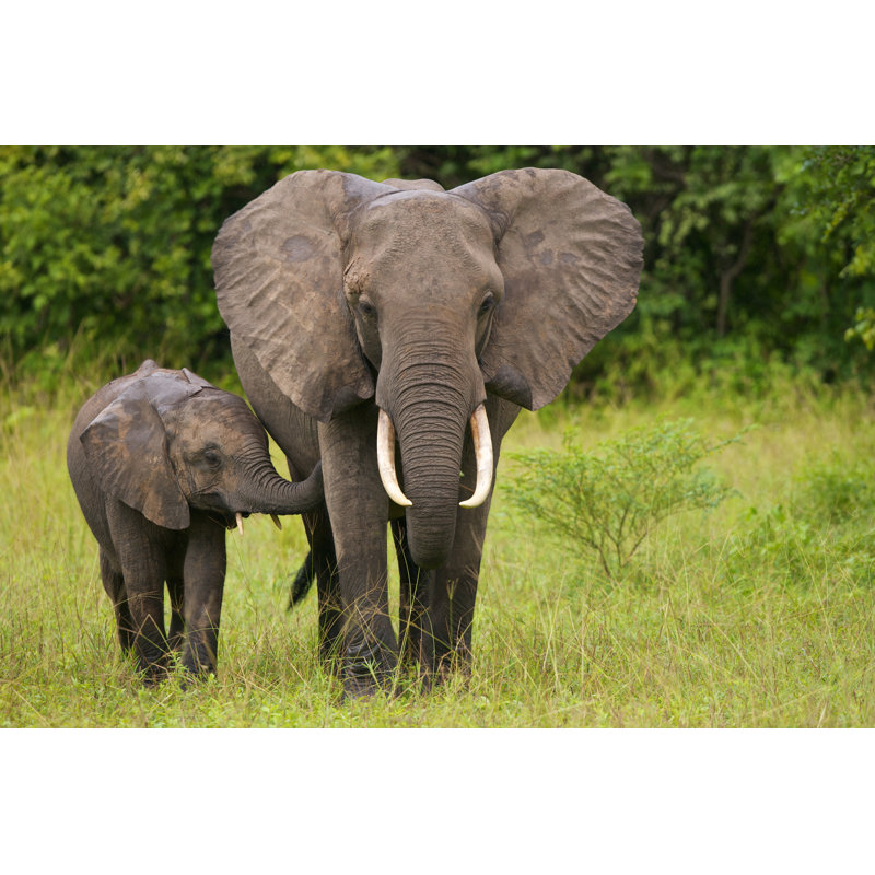 A Mother Elephant Walking With Her Calf In The Grass by Johan W. Elzenga - Wrapped Canvas Print, 81.28cm H x 121.92cm W