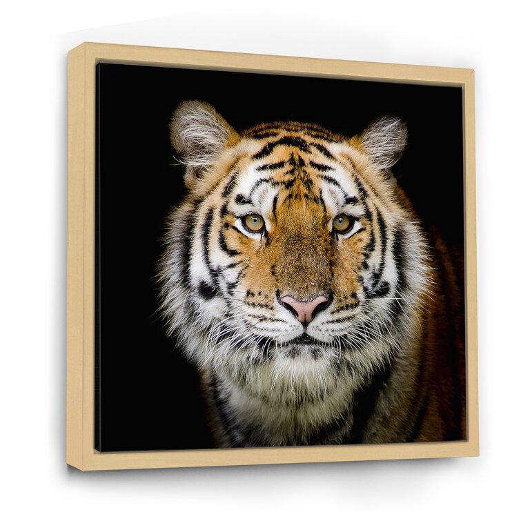 TIGER. Bengal tiger. Line engraving, 19th century available as Framed  Prints, Photos, Wall Art and Photo Gifts