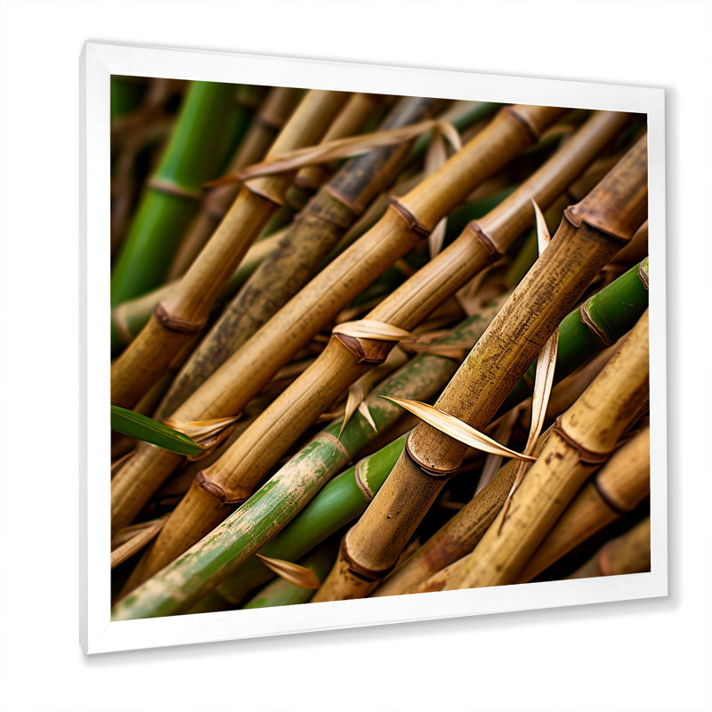 Bamboo Field Close Up I - Impression sur toile de bambou_106660, H 36 po x l 36 po x P 1,5 po, Cadre photo blanc