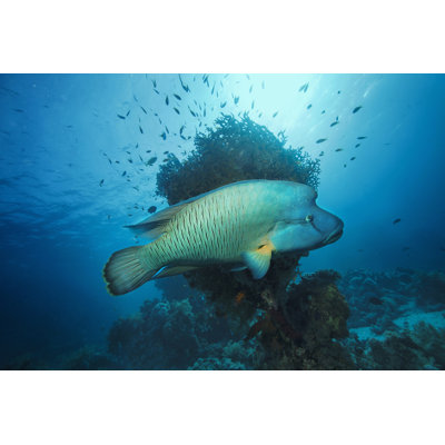 Napoleonfish by Ultramarinfoto - Wrapped Canvas Print