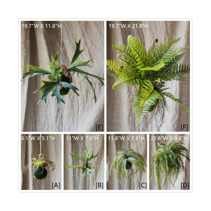 Plante à rustique, H 5,1 po x l 5,1 po x P 5,1 po
