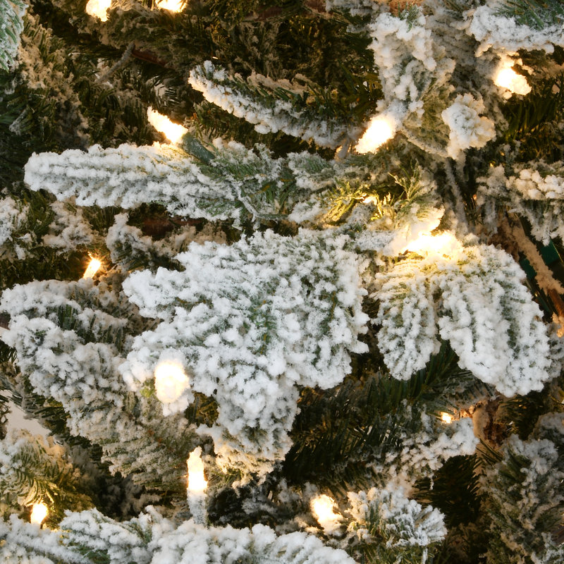 7.5 Ft. Snowy Milford Spruce Tree With Clear Lights
