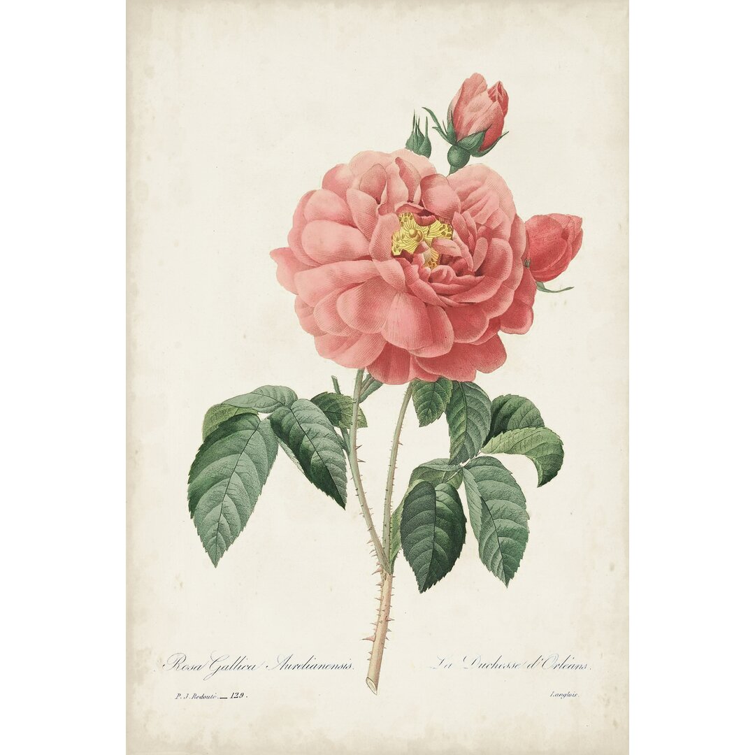 Leinwandbild Vintage Redoute Roses III