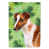 Fox terrier brun sélectionné