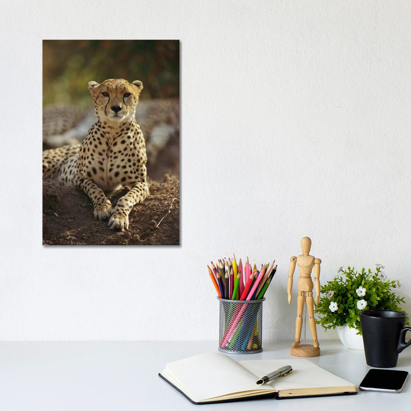 Cheetah, Masai Mara, Kenya by Gerry Ellis - Wrapped Canvas Print, 20.32 cm H x 30.48 cm W