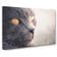 British Shorthair Cat Vol.2 - Wrapped Canvas-61848305
