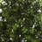 Sweet Grass Bush Artificial Plant
