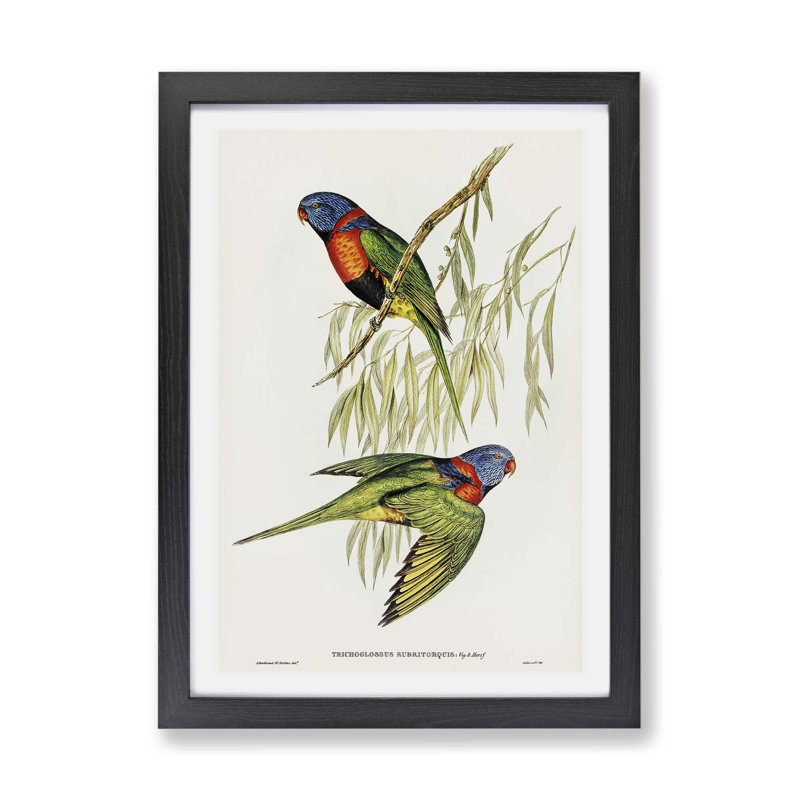Red - collared Lorikeets by Elizabeth Gould - Framed Print, 24cm H x 33cm W x 2cm D, Black