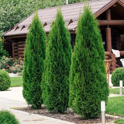 1 gal. Arborvitae Green Giant