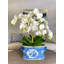 Orchid 32" H Floral Arrangements in Pot
