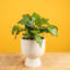Calathea ''Network'' in Ceramic Planter
