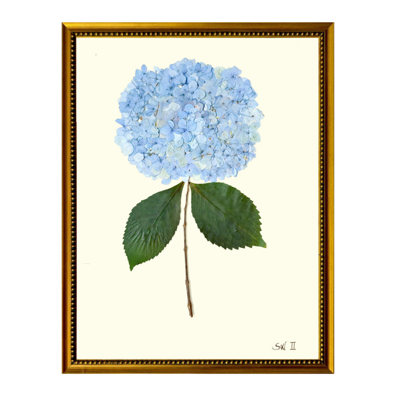 Pressed Hydrangea Print by Sandy Whitaker, Gold