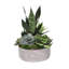 Succulent in Pot