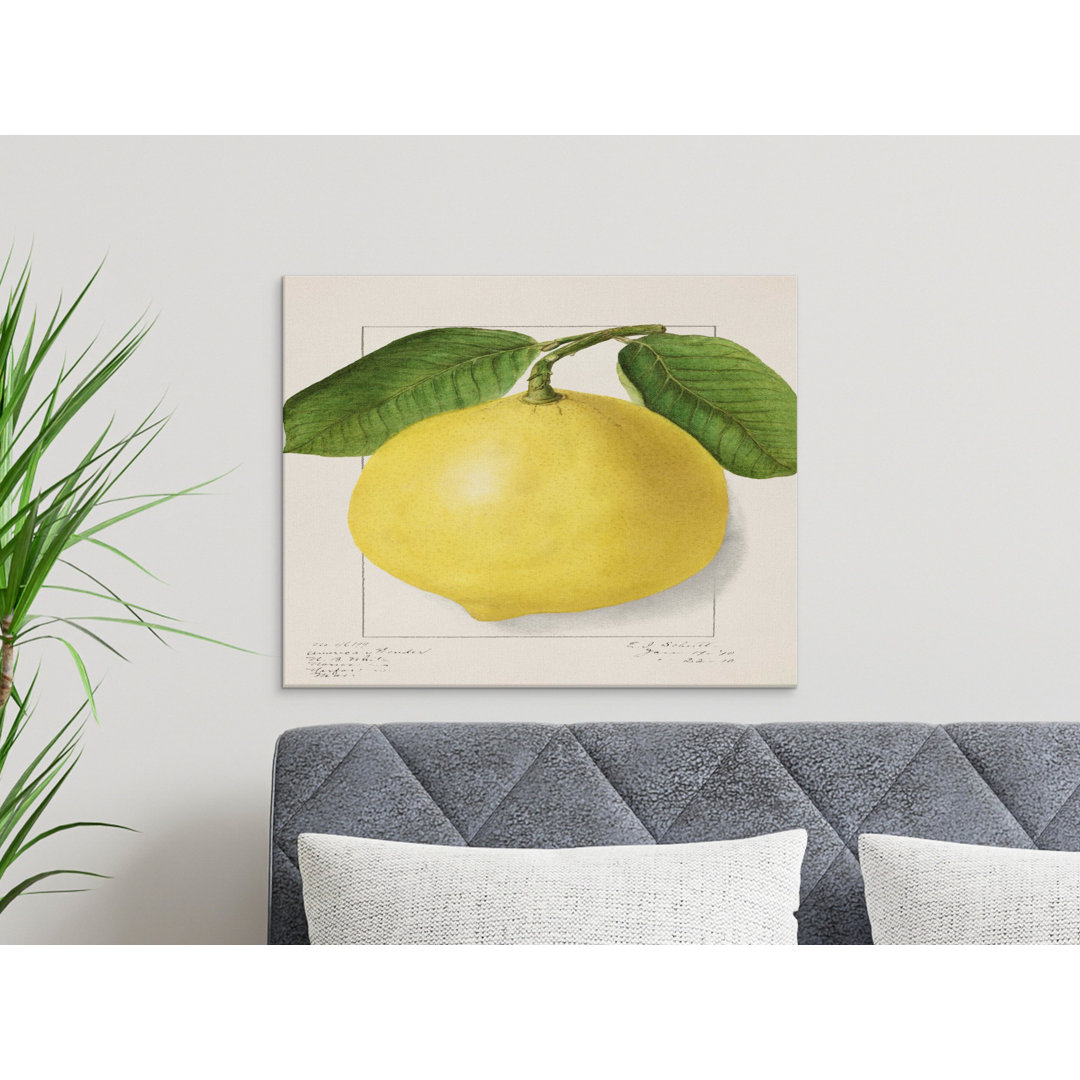 Vintage Lemon Botanical Illustration Canvas Print