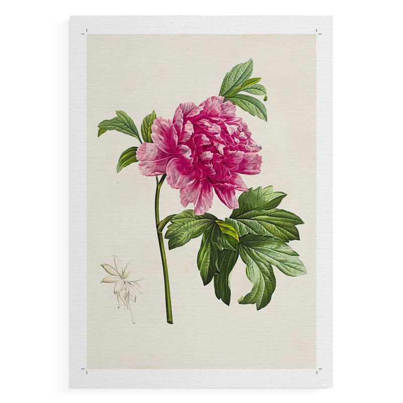 PrettyPinkBotanicalsI - Impression sur toile seulement - NON-CADRE, H 18 po x l 12 po