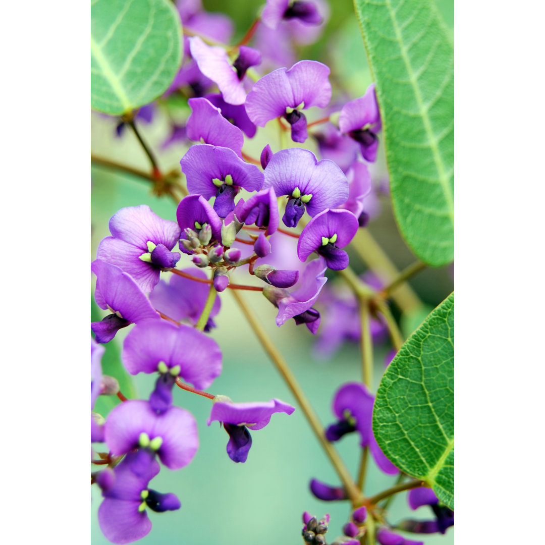 Lila Hardenbergia von Linde1 - Kunstdrucke auf Leinwand