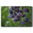 Aubergine-Gallery Wrapped Canvas-1841220541