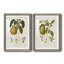 Vintage Pears I Premium encadré mat - prêt à être accroché-715839850-715839851