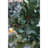 D24" Foliage/Cedar Wreath, Green