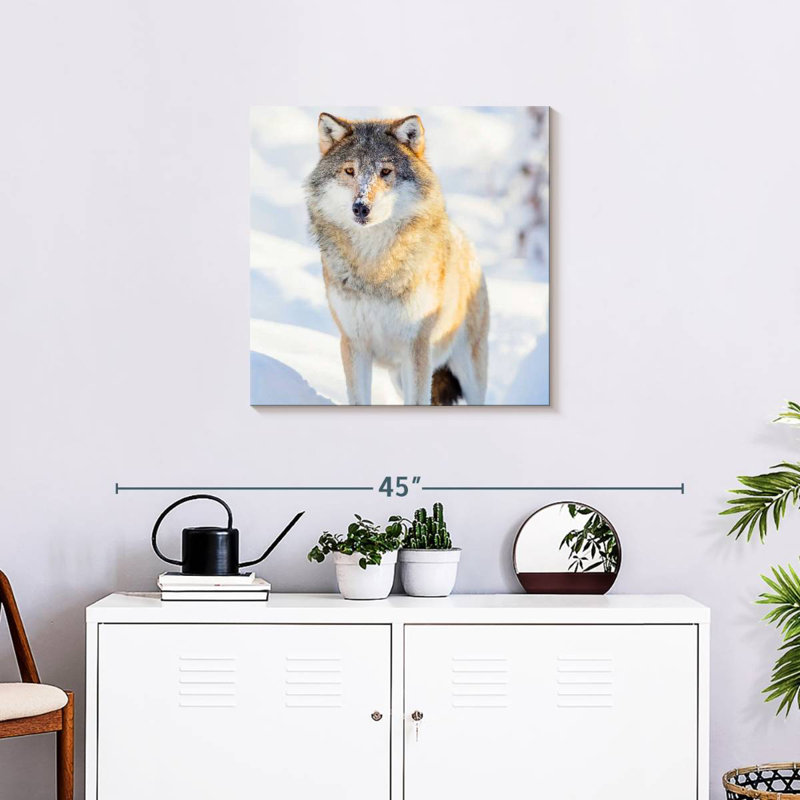 Brampt Winter Gray Wolf