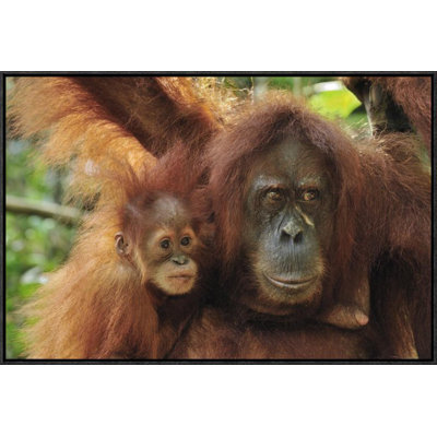 " Sumatran Orangutan Mother With Young, Gunung Leuser National Park, Northern Sumatra, Indonesia "