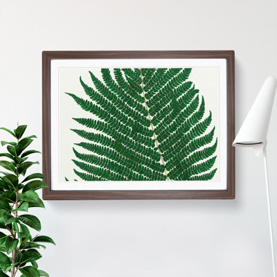 Splendorous Fern Leaf - Framed Print