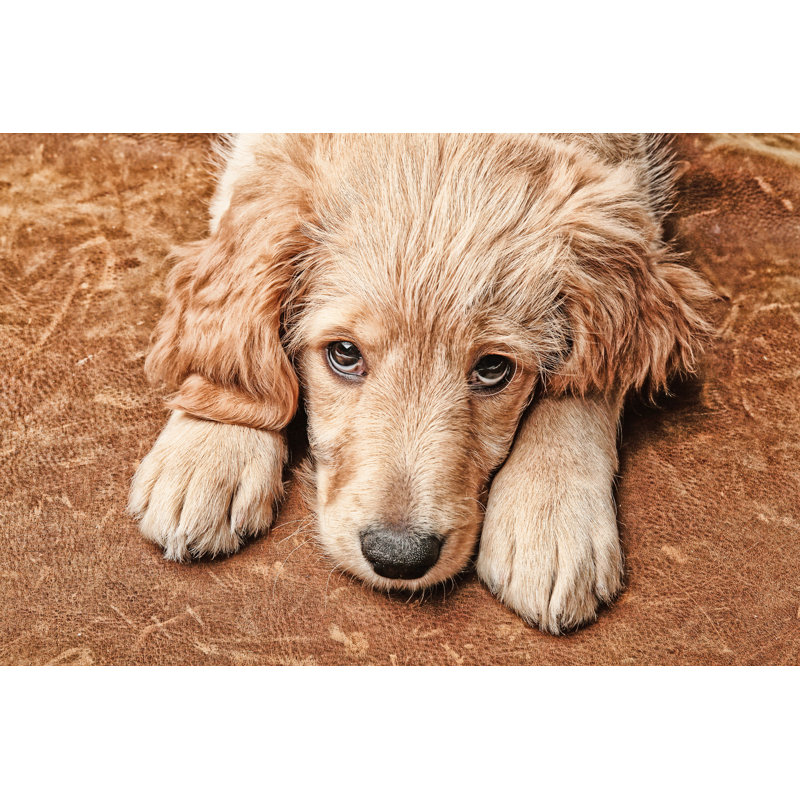 Chiot triste par Vectorarts, H 24 po x l 36 po