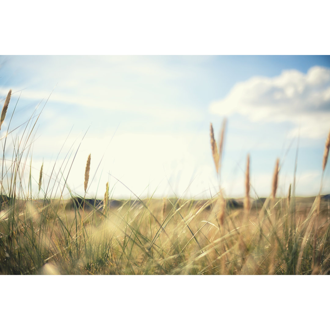 Marram Grass von Rike_ - Druck auf Leinwand ohne Rahmen