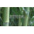 Govinda Handmade Bamboo Slat/Seagrass Area Rug-20461760