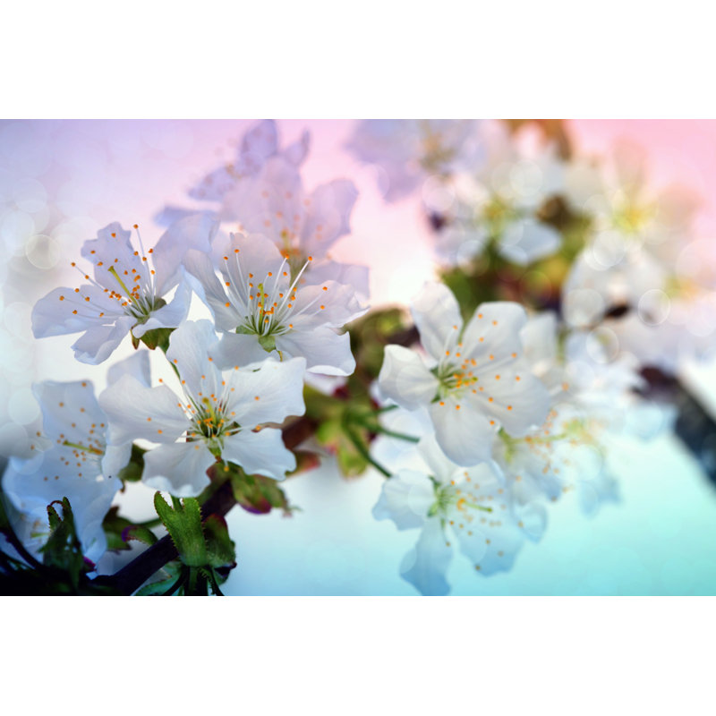 Spring Spring - Photographie sur toile tendue, H 20 po x l 30 po