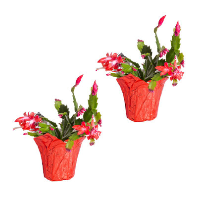 Costa Farms Indoor Zygo Christmas Cactus in 4-inch Red Decor Cover, 2-pack