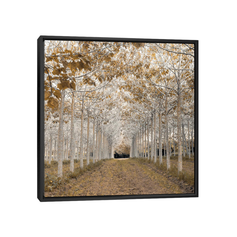 « white gold », reproduction de photo sur toile, H 37 po x l 37 po, Noir, Impression encadrée