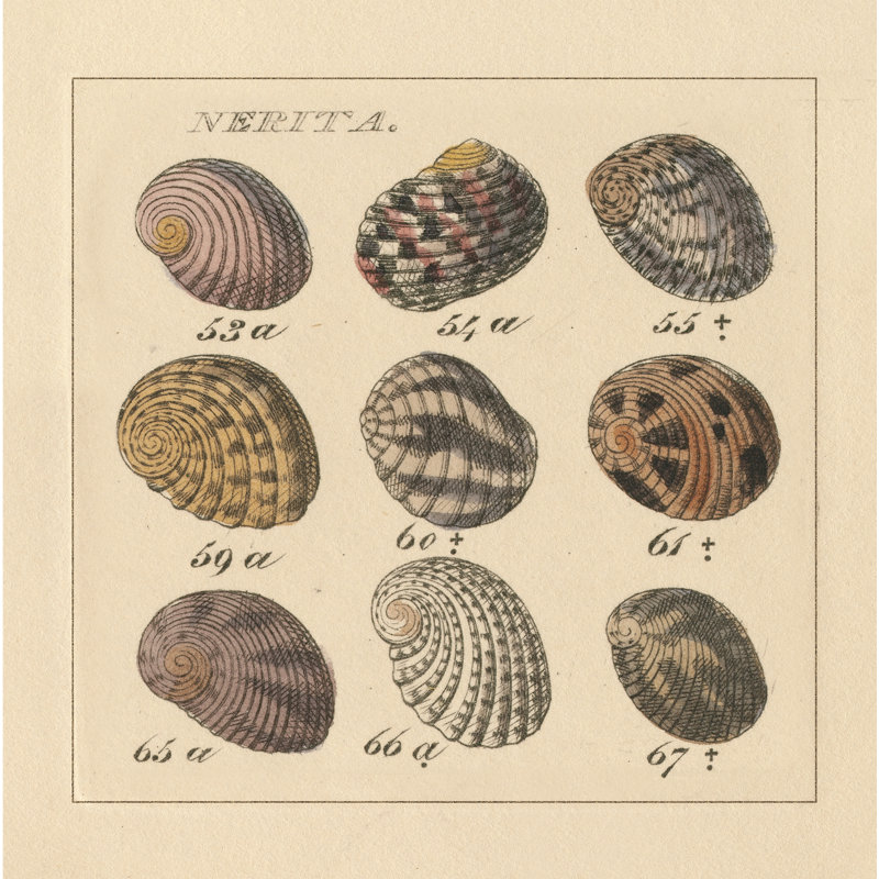 Nertia - Wrapped Canvas Print, 51cm H x 51cm W
