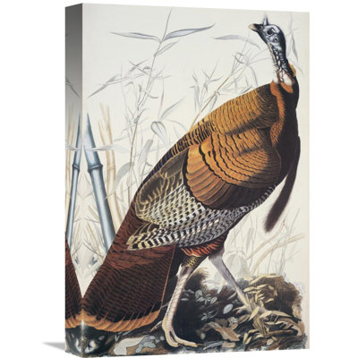 " Wild Turkey "