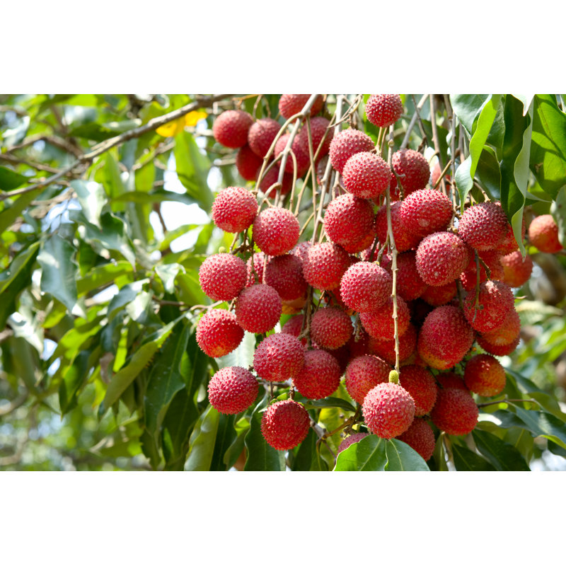 Lychee Tree - Wrapped Canvas Print, 61cm H x 91cm W x 3.8 cm D