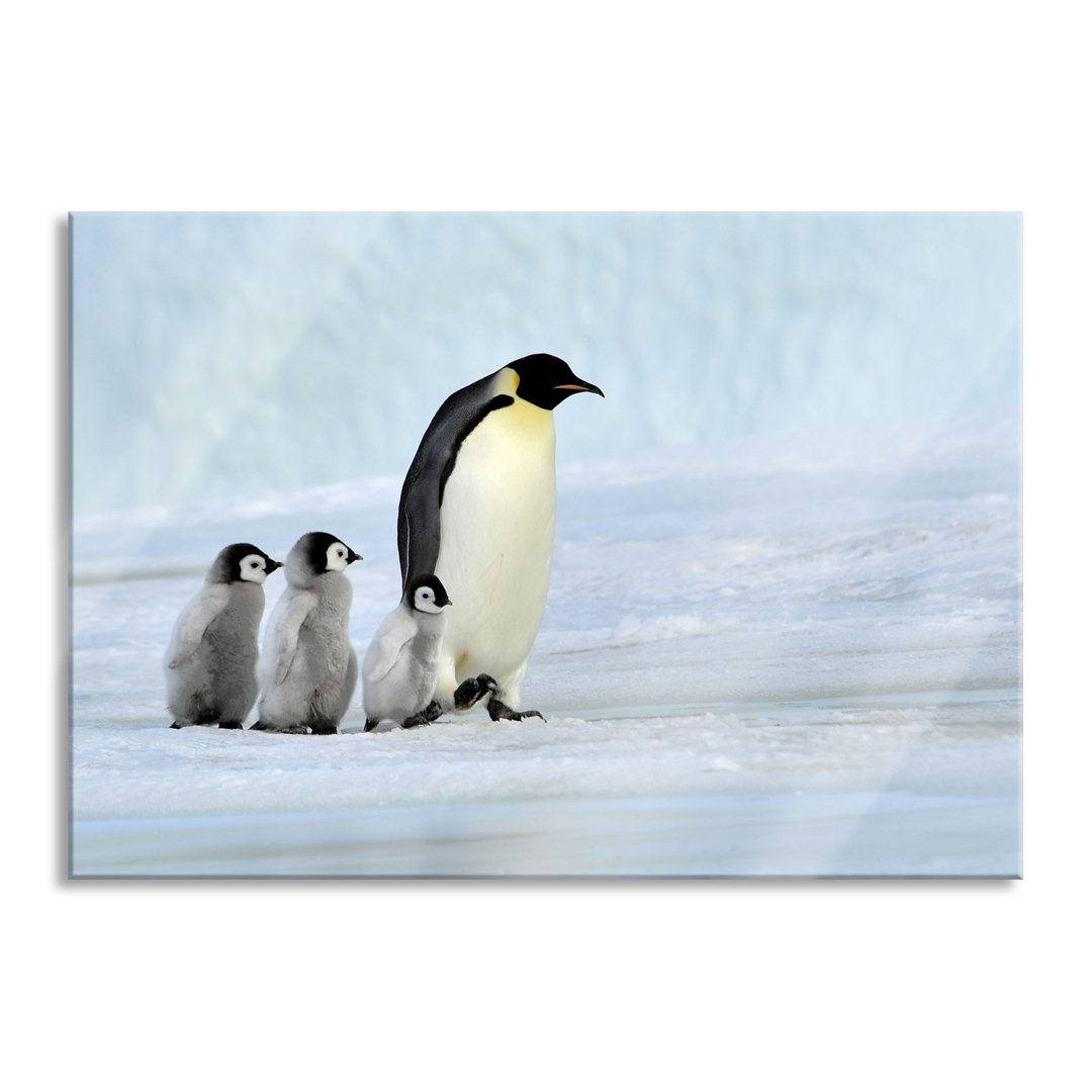 Ungerahmtes Foto auf Glas "Kaiserpinguine im Schnee"