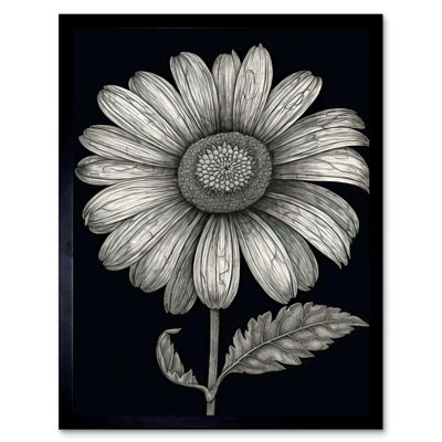 Aadison Daisy Flower Bloom Black And White Pencil Drawing - Single Picture Frame Print
