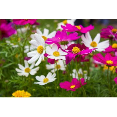 Cosmos Flower by Leelaic-NJ - Wrapped Canvas Print