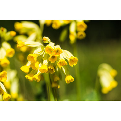 Cowslip by Lightstar59 - Wrapped Canvas Print