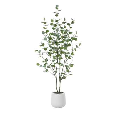 Adalia Eucalyptus Tree in Pot