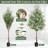 Olive Tree in Pot with Realistic Leaves and Natural Trunk,Olive Plants with Fruits for Home Decor-1085153568