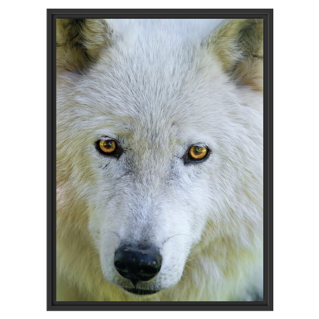 Gerahmtes Wandbild wunderschöner Polarwolf