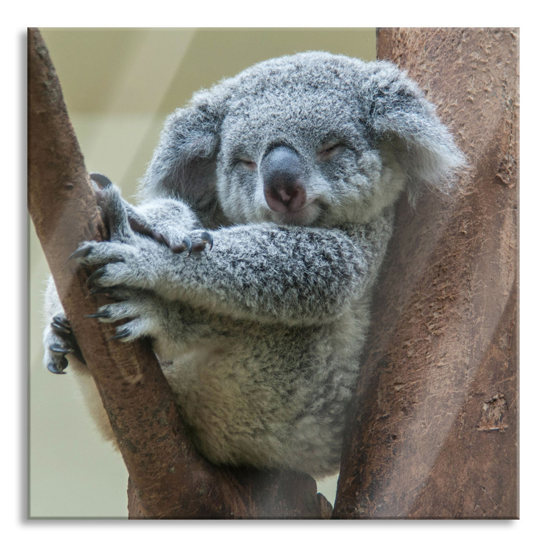 Glasbild Schlafender Koala im Baum